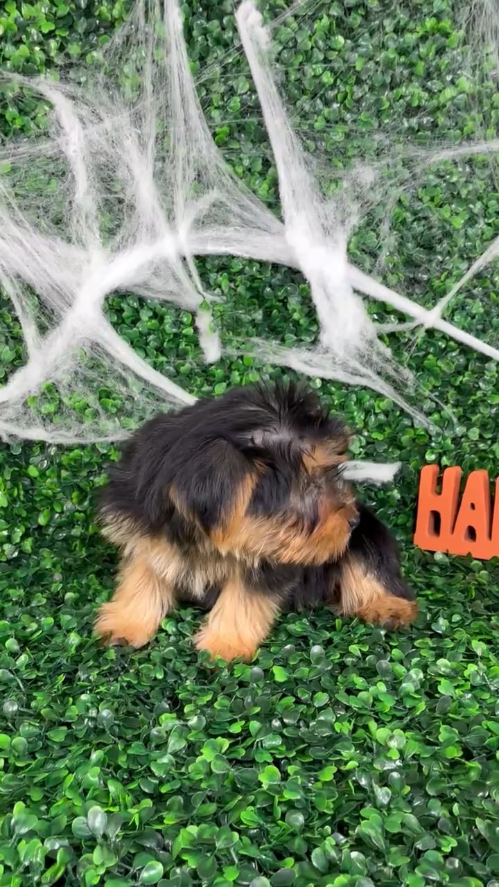 Female Yorkie puppy named Judy for sale at Puppy Dreams - North Richland Hills. video thumbnail