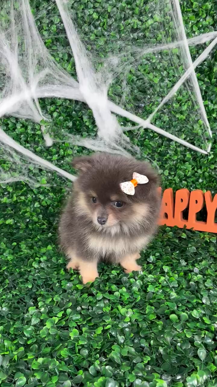 Female Pomeranian puppy named Sheyla for sale at Puppy Dreams - North Richland Hills. video thumbnail
