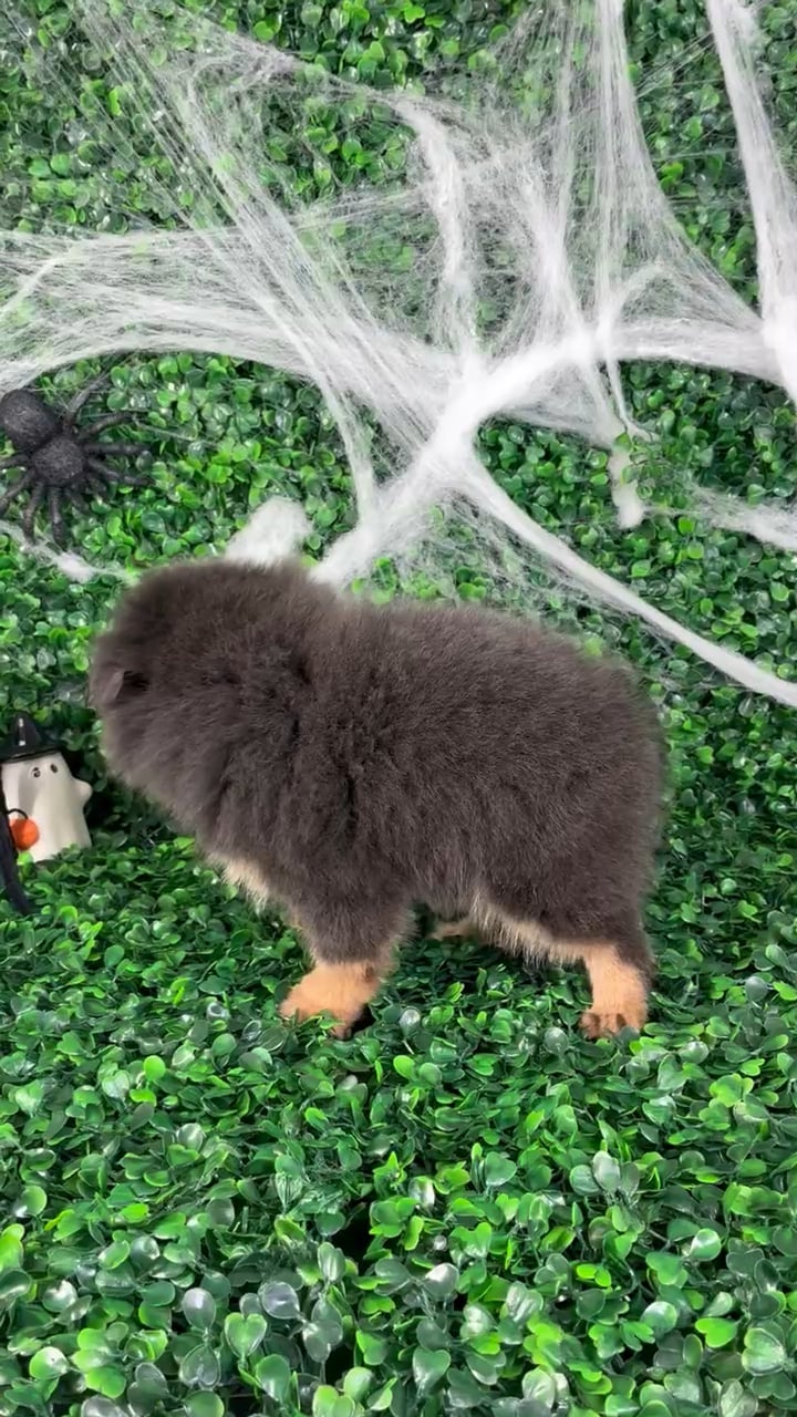 Female Pomeranian puppy named Sherlyn for sale at Puppy Dreams - North Richland Hills. video thumbnail