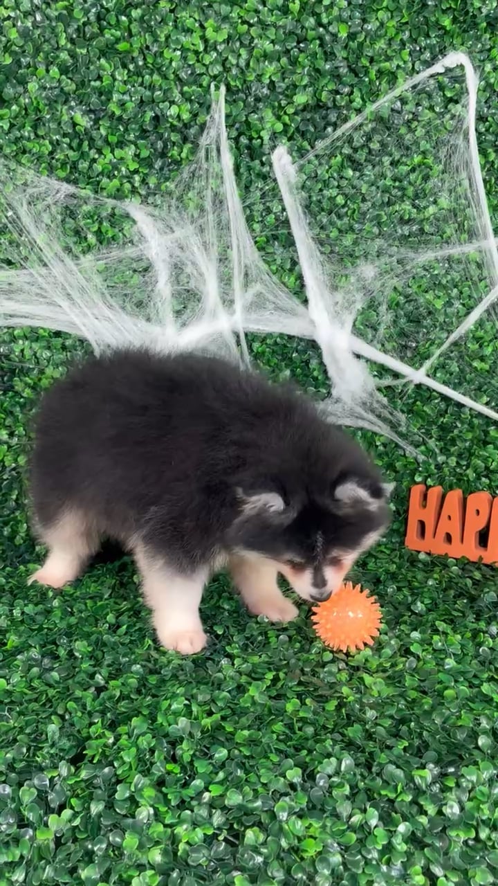 Male Pomsky puppy named Rick for sale at Puppy Dreams - North Richland Hills. video thumbnail