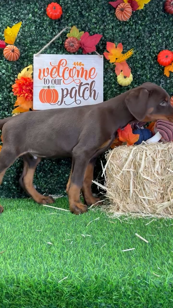 Male Doberman Pinscher puppy named Zero for sale at Puppy Dreams - Wichita West. video thumbnail