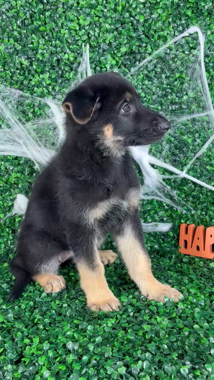 Female German Shepherd puppy named Vickie for sale at Puppy Dreams - North Richland Hills. video thumbnail