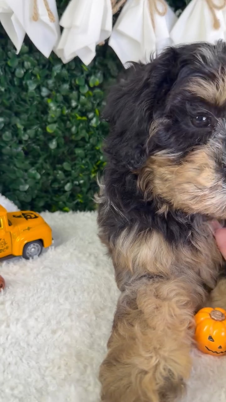Female Cavapoo puppy named Daisy for sale at Puppy Dreams - Garland. video thumbnail