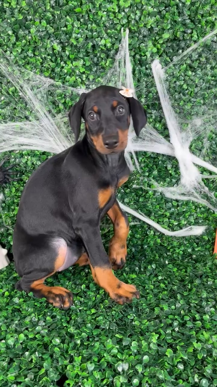 Female Doberman Pinscher puppy named Roxy for sale at Puppy Dreams - North Richland Hills. video thumbnail