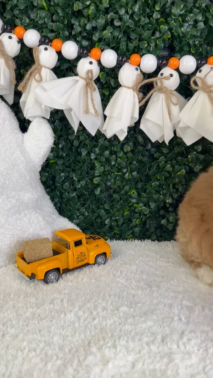 Male Mini Poodle puppy named Cooper for sale at Puppy Dreams - Garland. video thumbnail