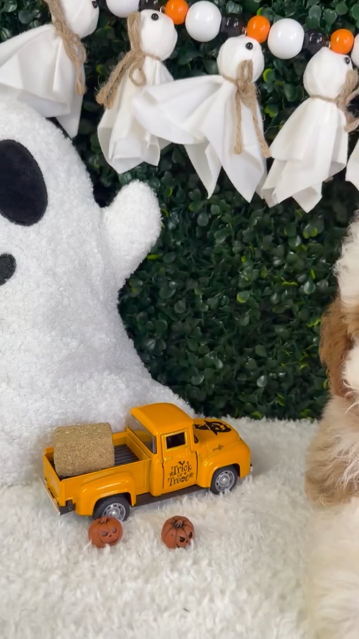 Male Mini Poodle puppy named Scout for sale at Puppy Dreams - Garland. video thumbnail