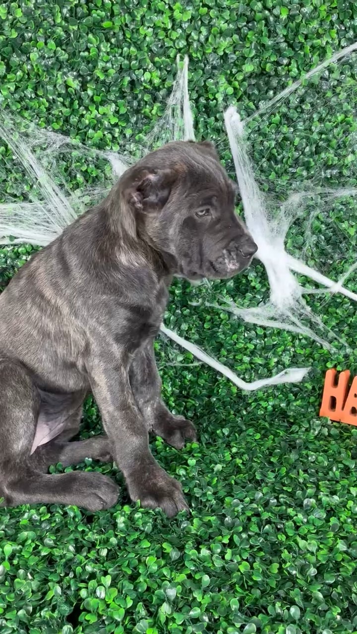 Female Cane Corso puppy named Sasha for sale at Puppy Dreams - North Richland Hills. video thumbnail