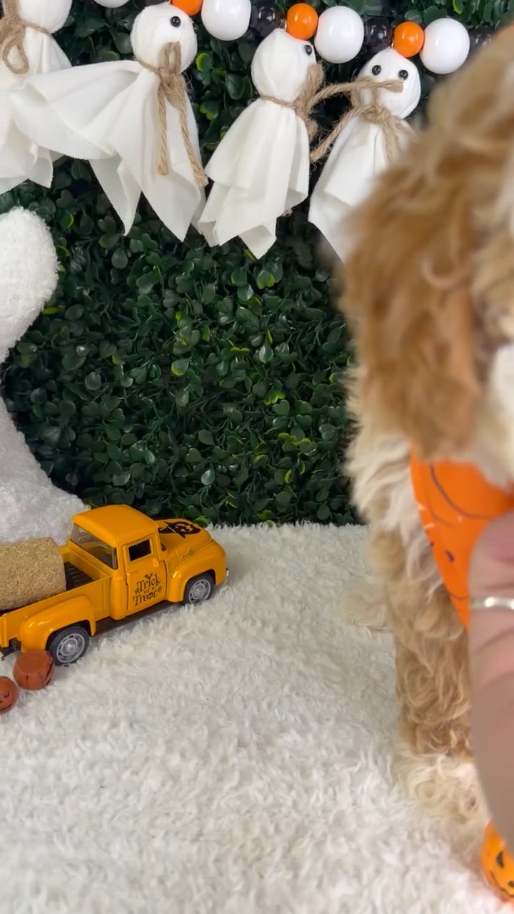 Male Mini Poodle puppy named Toby for sale at Puppy Dreams - Garland. video thumbnail
