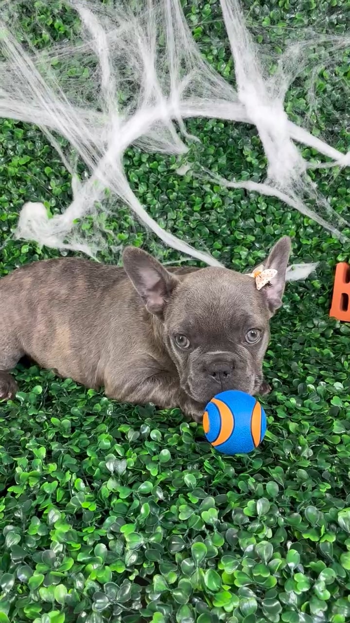 Female French Bulldog puppy named Olive for sale at Puppy Dreams - North Richland Hills. video thumbnail