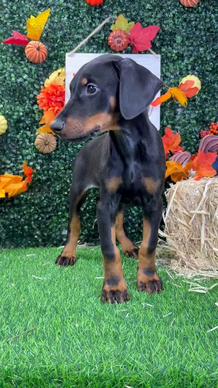 Female Doberman Pinscher puppy named Wednesday for sale at Puppy Dreams - Wichita West. video thumbnail