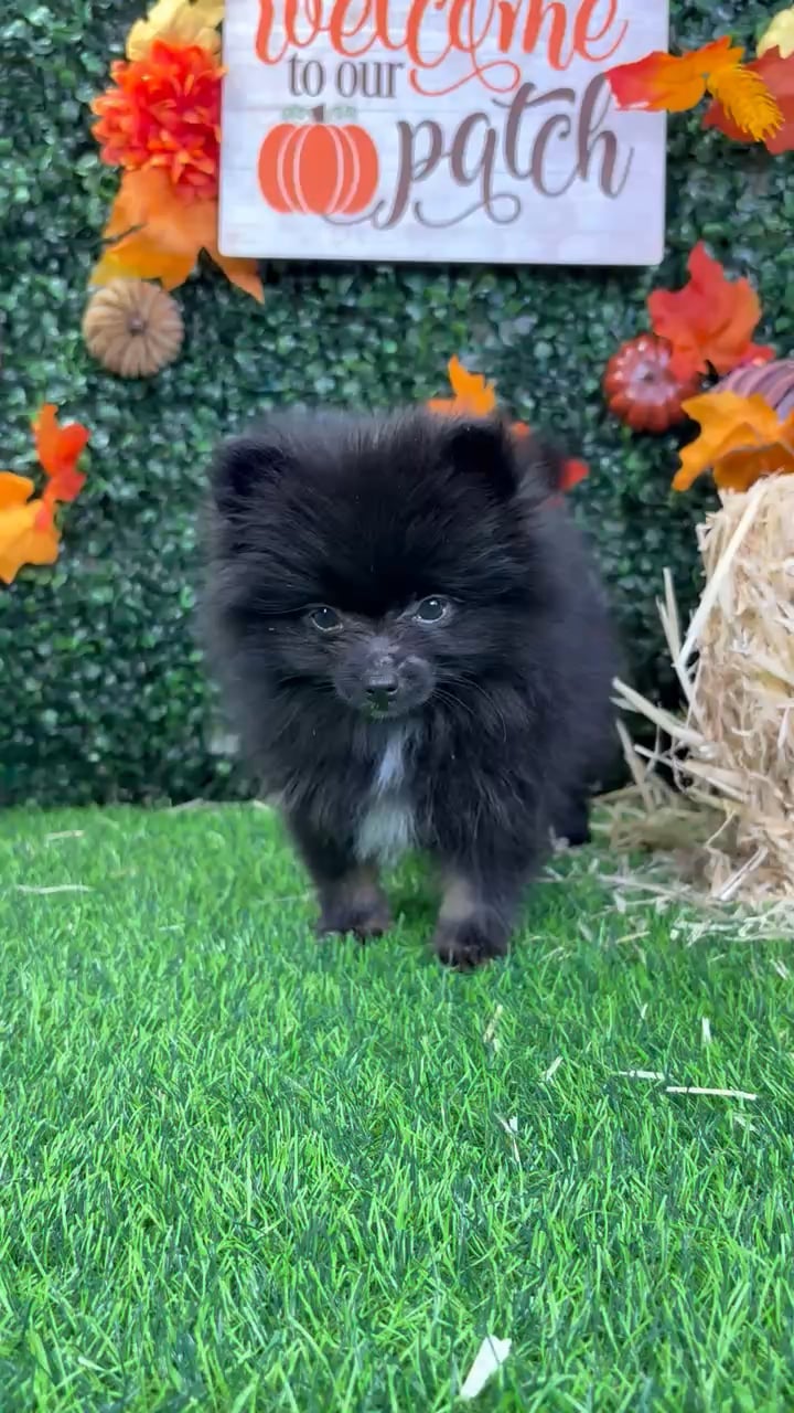 Male Pomeranian puppy named Spooky for sale at Puppy Dreams - Wichita West. video thumbnail