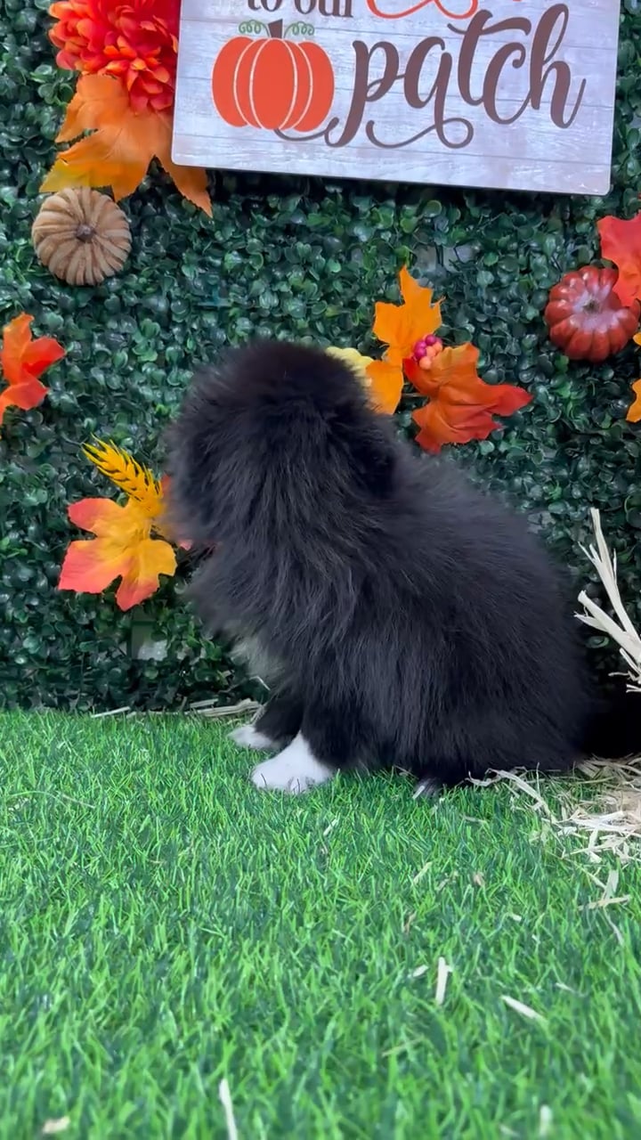 Female Pomeranian puppy named Elvira for sale at Puppy Dreams - Wichita West. video thumbnail