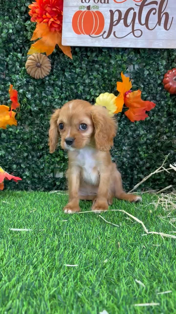 Male Cavalier King Charles Spaniel puppy named Pinky for sale at Puppy Dreams - Wichita West. video thumbnail