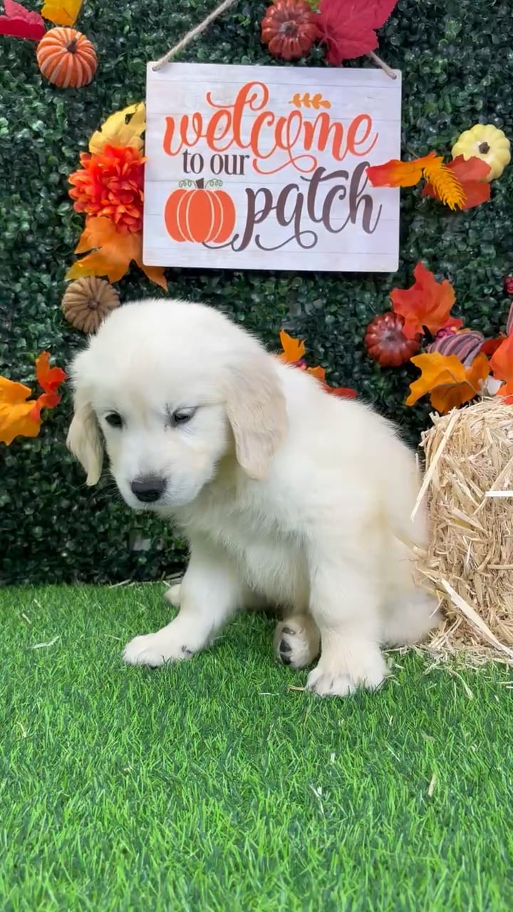 Female Golden Retriever puppy named Stormy for sale at Puppy Dreams - Wichita West. video thumbnail