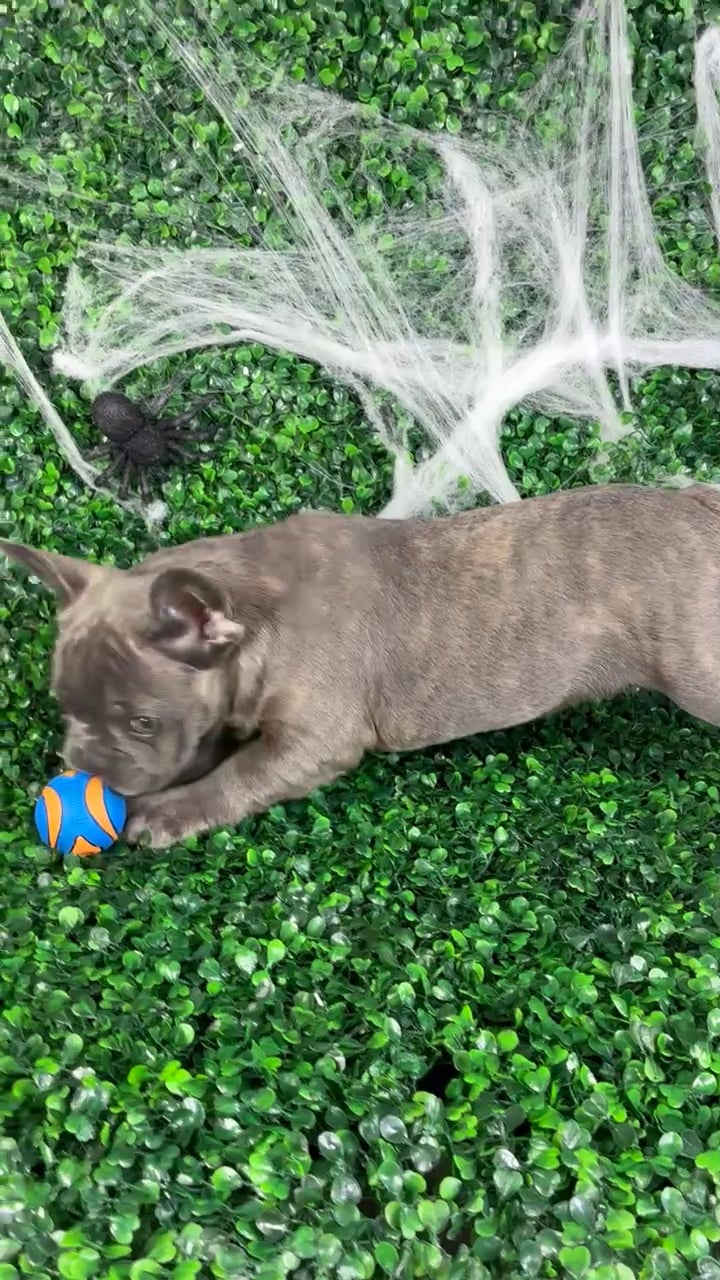 Male French Bulldog puppy named Diesel for sale at Puppy Dreams - North Richland Hills. video thumbnail