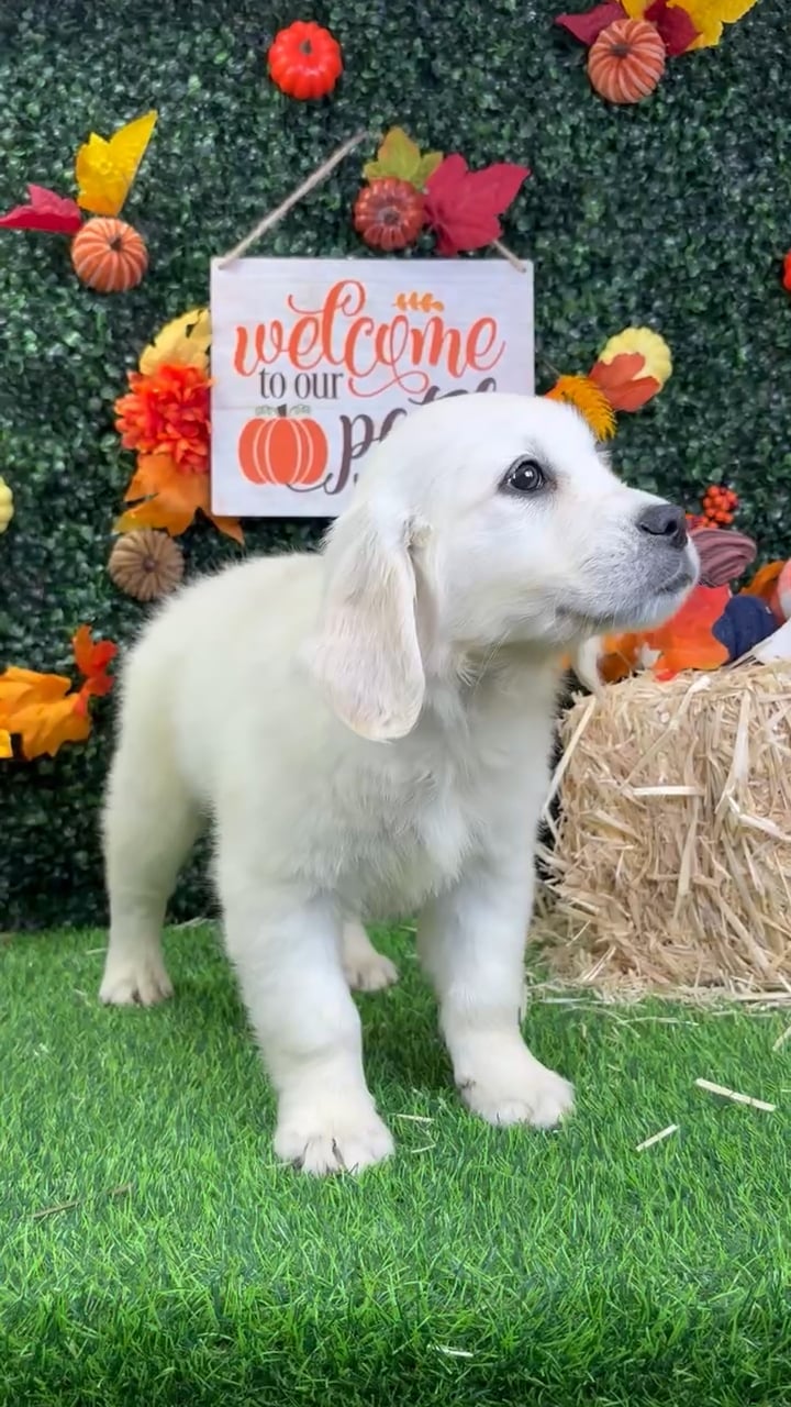 Female Golden Retriever puppy named Tootsie for sale at Puppy Dreams - Wichita West. video thumbnail