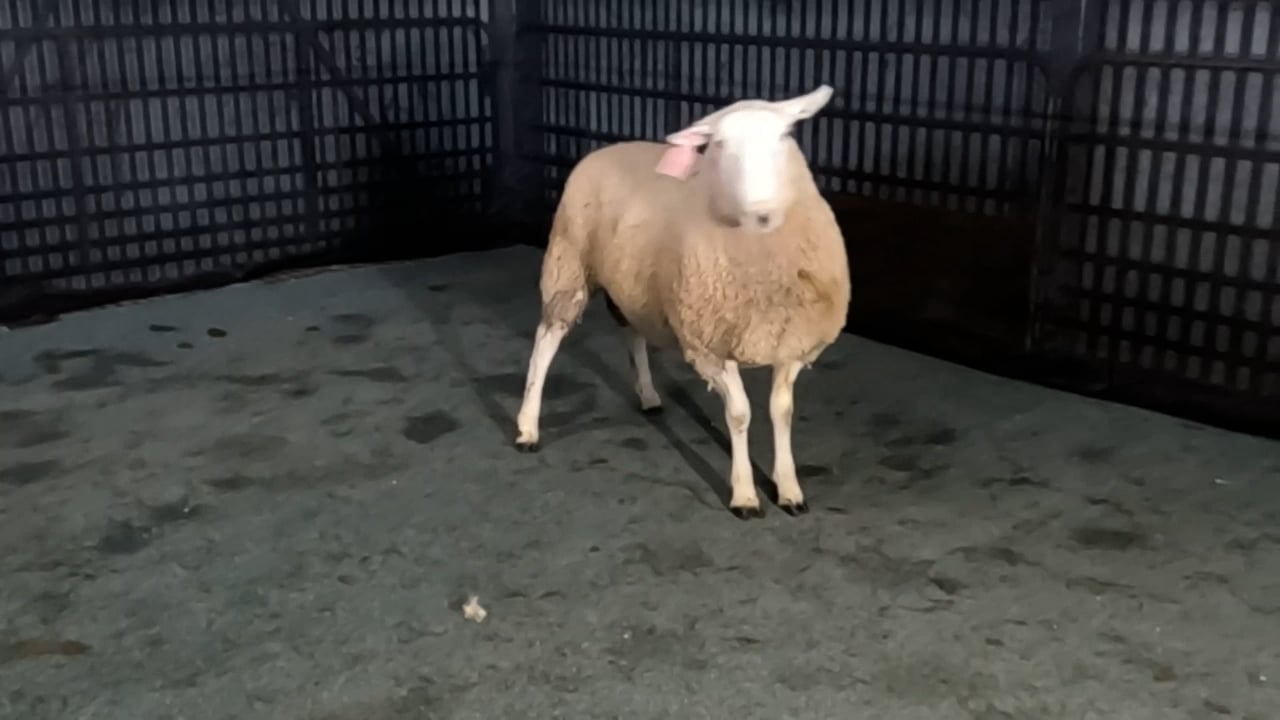 INVERBRACKIE BORDER LEICESTER RAM SALE - Auction 128377 | AuctionsPlus