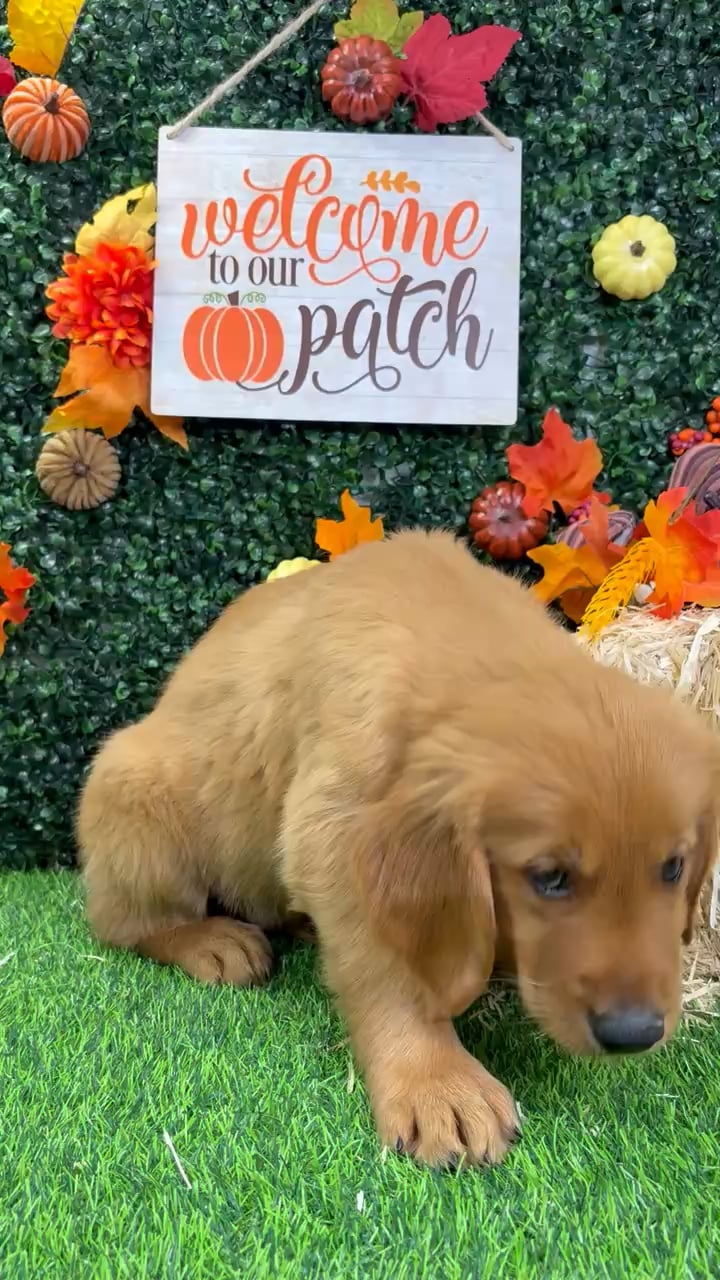 Male Golden Retriever puppy named Fang for sale at Puppy Dreams - Wichita West. video thumbnail