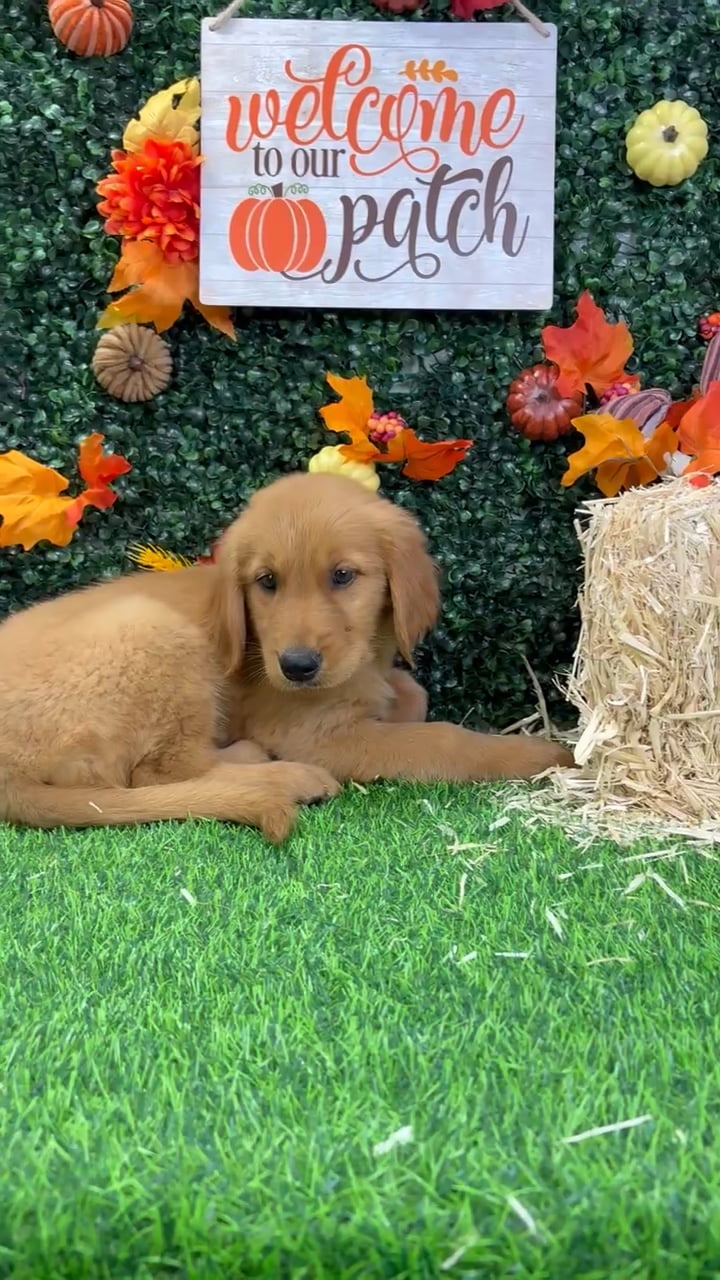 Male Golden Retriever puppy named Casper for sale at Puppy Dreams - Wichita West. video thumbnail