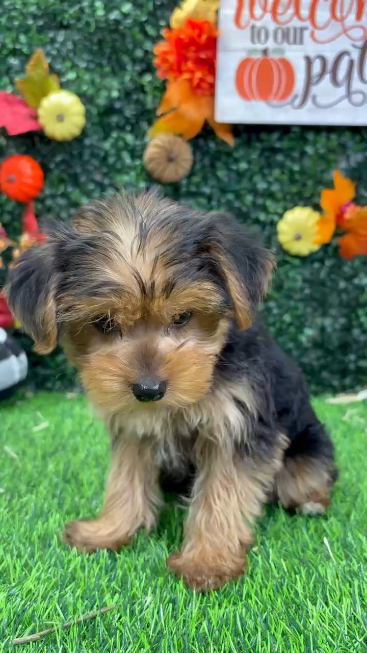 Male Yorkie puppy named Freddy for sale at Puppy Dreams - Wichita West. video thumbnail