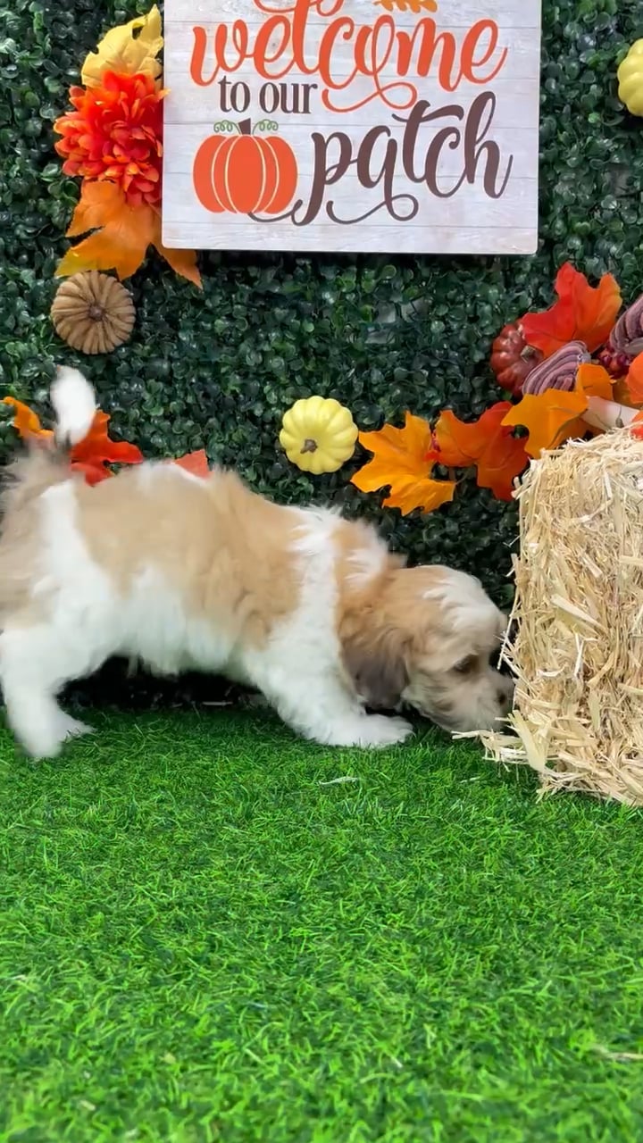 Male Teddy Bear puppy named Boo for sale at Puppy Dreams - Wichita West. video thumbnail