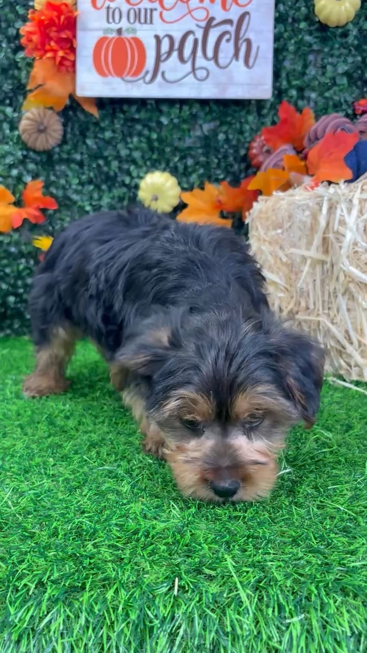 Male Yorkie puppy named Monster for sale at Puppy Dreams - Wichita West. video thumbnail