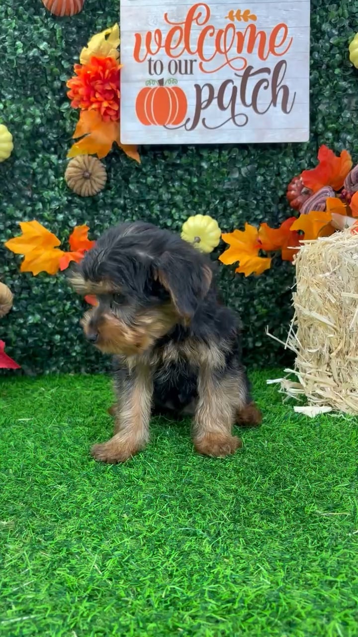 Male Yorkie puppy named Igor for sale at Puppy Dreams - Wichita West. video thumbnail