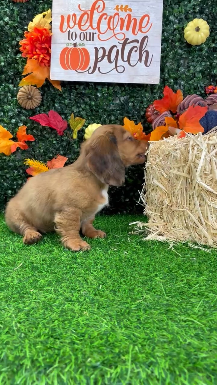 Female Dachshund puppy named Buffy for sale at Puppy Dreams - Wichita West. video thumbnail