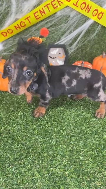 Male Dachshund puppy named Milo for sale at Puppy Dreams - Arlington. video thumbnail