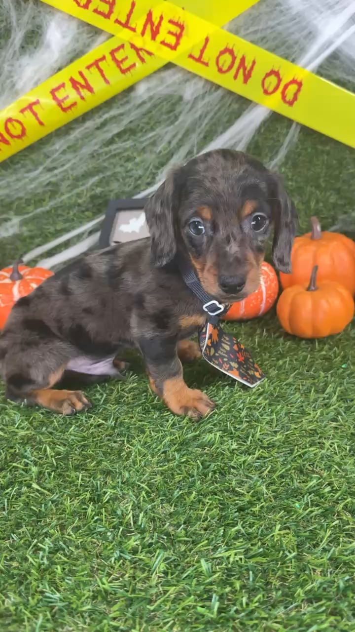 Male Dachshund puppy named Gizmo for sale at Puppy Dreams - Arlington. video thumbnail