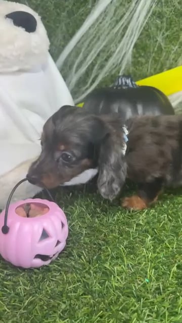 Male Dachshund puppy named Toby for sale at Puppy Dreams - Arlington. video thumbnail