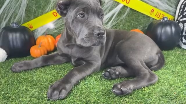 Male Cane Corso puppy named King for sale at Puppy Dreams - Arlington. video thumbnail