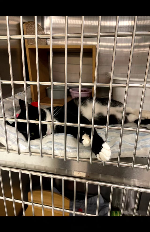 Enlarge Ozzie, a Adopted Domestic Short Hair in Morganton, NC video 4/4