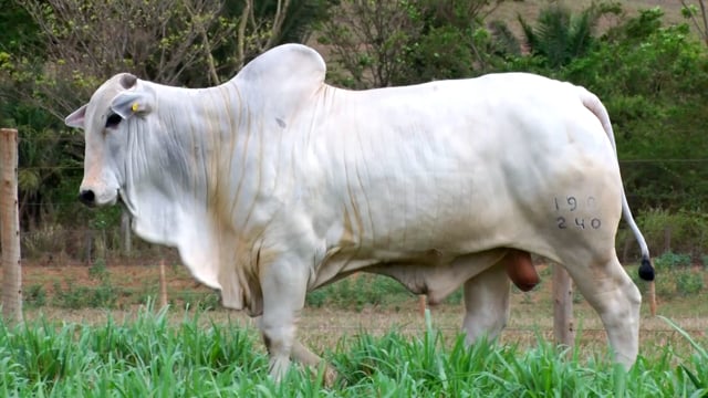 Lote 30