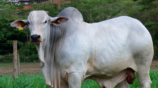 Lote 34