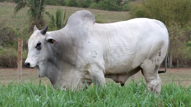 Lote 56