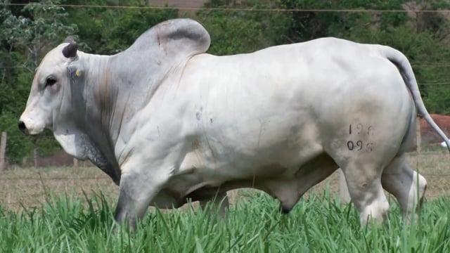 Lote 71