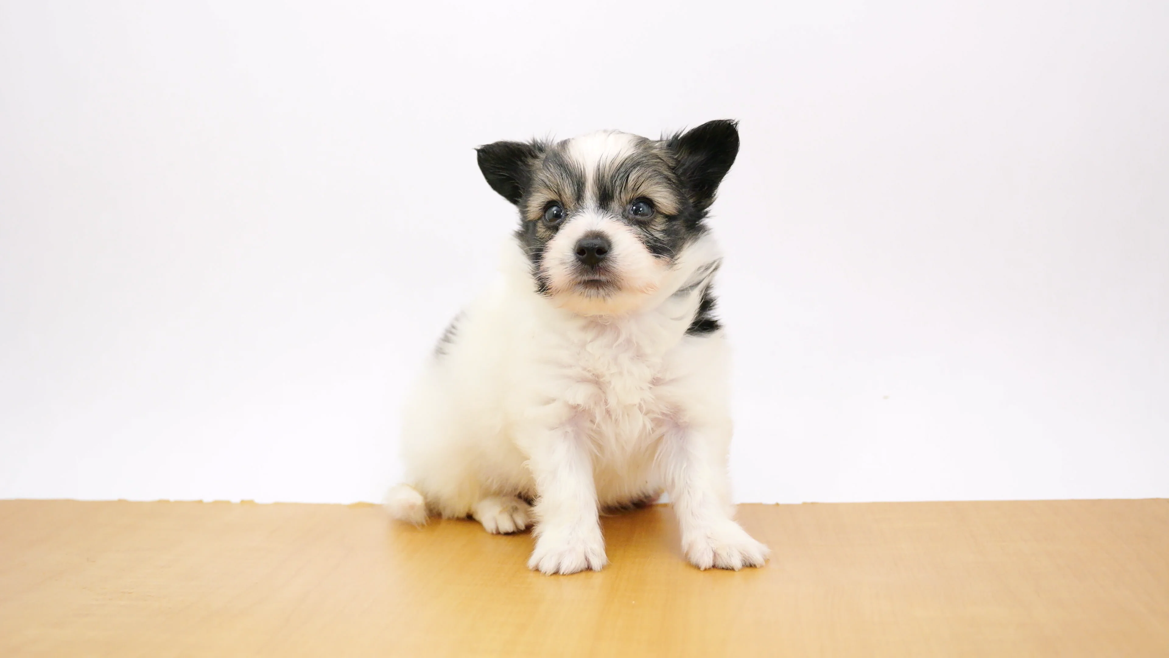 tctc様確認写真　金華山花格子&コスモス子犬(小サイズ短足) 子犬の詳細情報 (千葉県/2026年8月8日生まれ/男の子/ホワイトブラウン