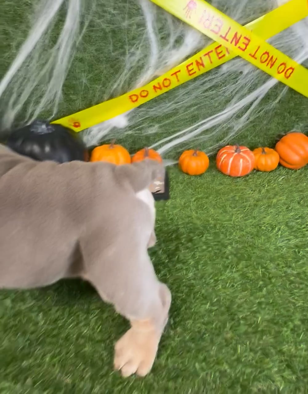 Male English Bulldog puppy named Chubbs for sale at Puppy Dreams - Arlington. video thumbnail
