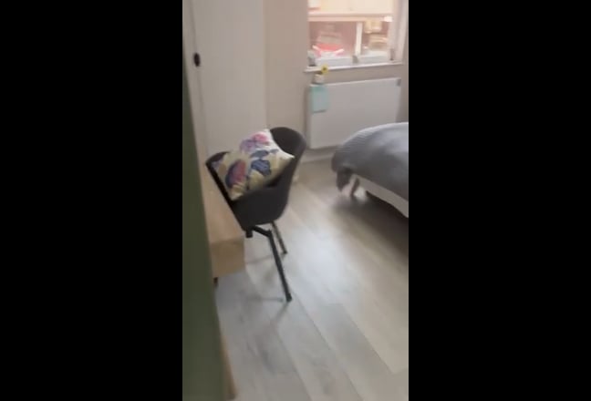 Video 1: 