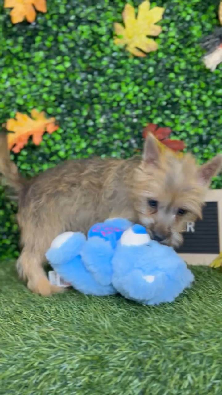 Female Cairn Terrier puppy named Deedee for sale at Pet Express Braintree. video thumbnail