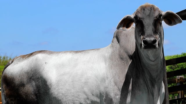 Lote 25