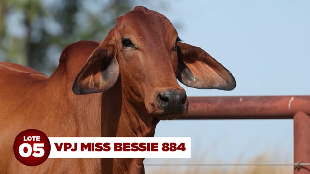 Lote 05