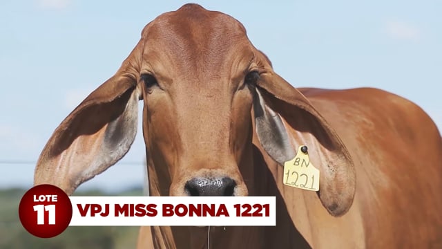 Lote 11
