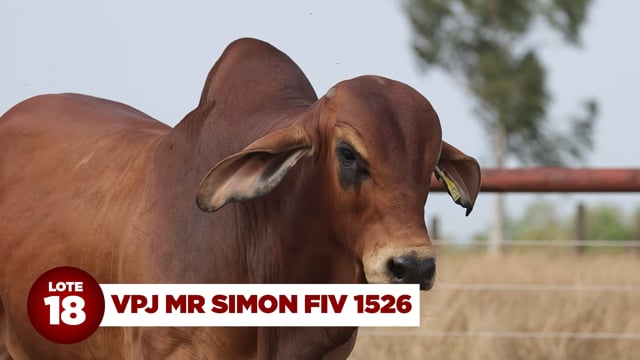 Lote 18