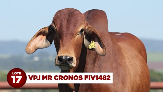 Lote 17