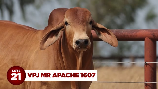 Lote 21