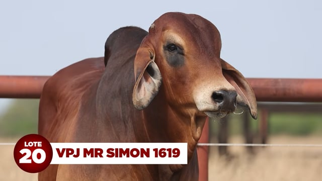 Lote 20