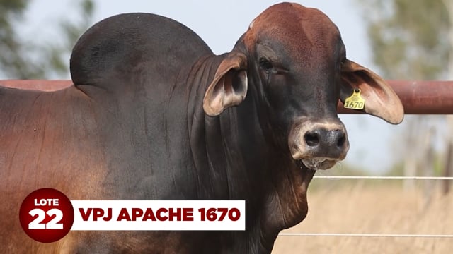 Lote 22