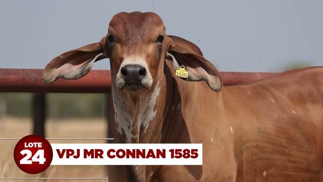 Lote 24